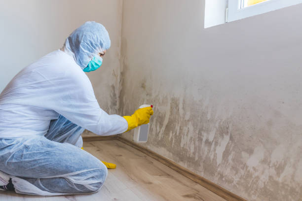 Mold Remediation specialist working in Watertown